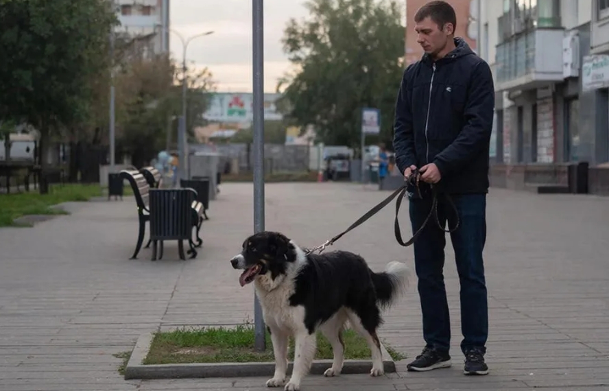 Штрафы за выгул в неположенных местах в разных регионах России