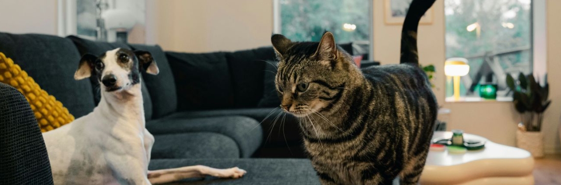 кошка с собакой